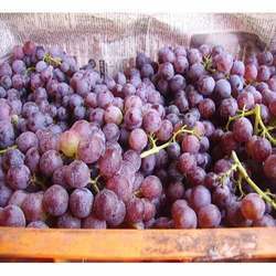 Muscat Type Grape